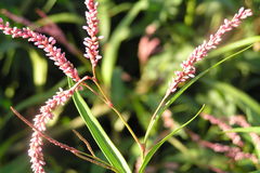 Polygonum glabrum